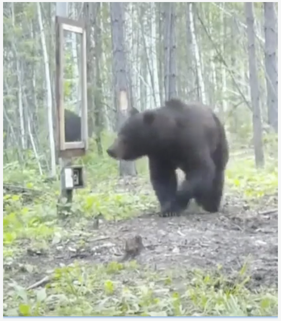 Un orso si guarda allo specchio. E poi lo distrugge (video)